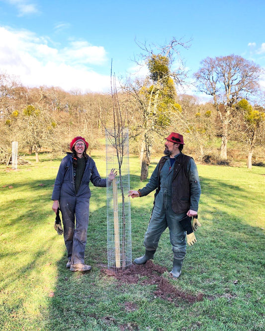 Replanting old orchards for the cidermakers of the future