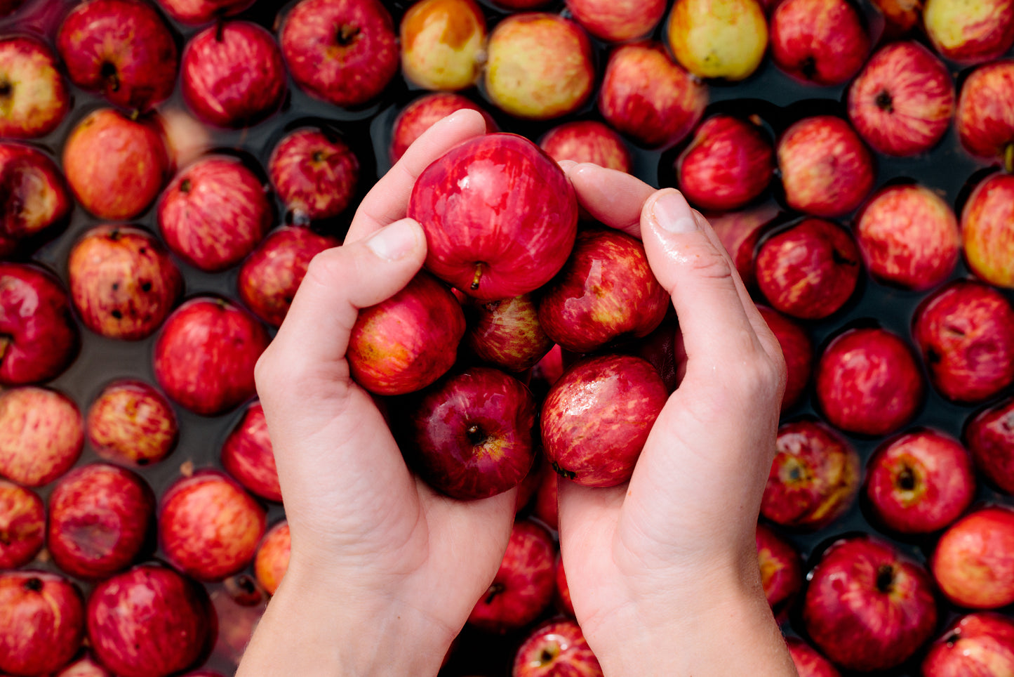 Single variety Foxwhelp cider (2024, medium sweet, pet nat)