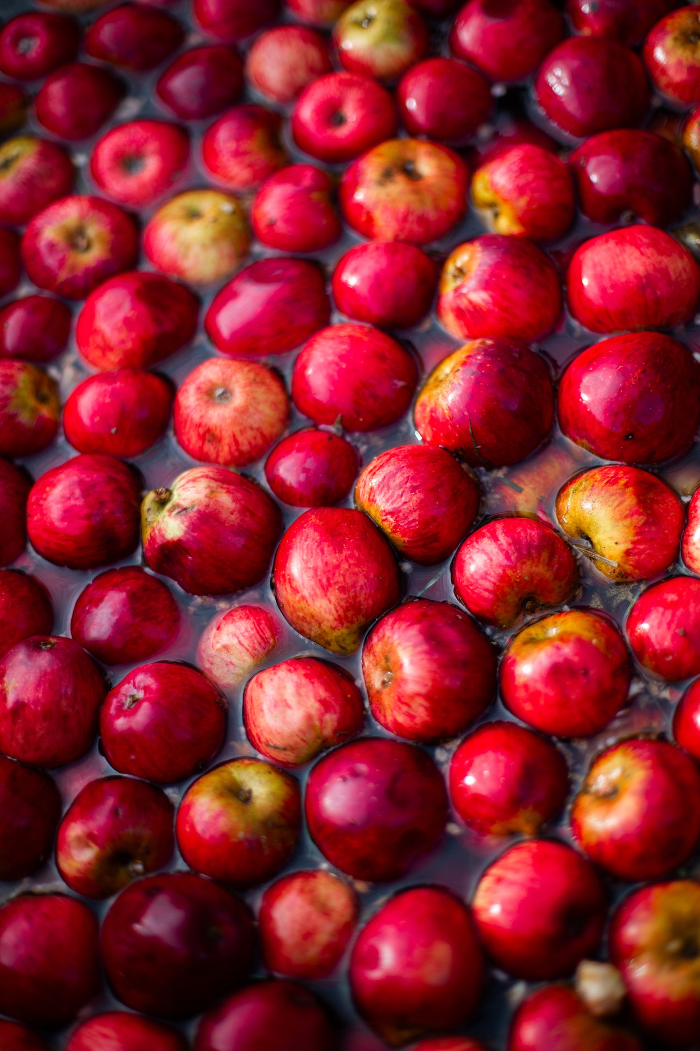 Close-up of red and green apples in a water bath