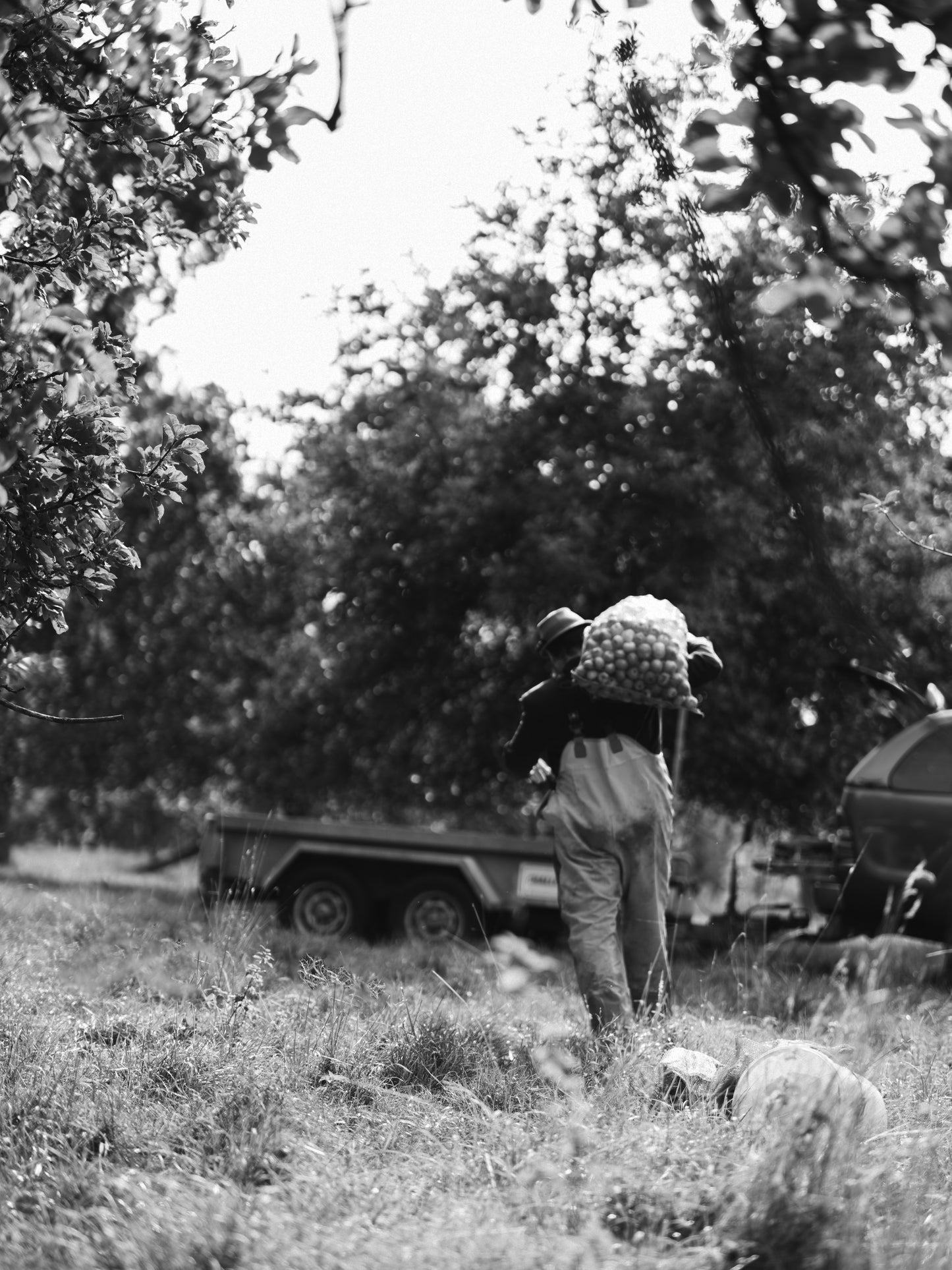 Person carrying a sack of apples over their shoulder in an old orchard.