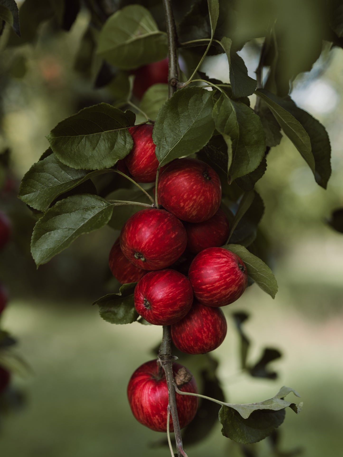 Single variety Foxwhelp cider (2024, medium sweet, pet nat)
