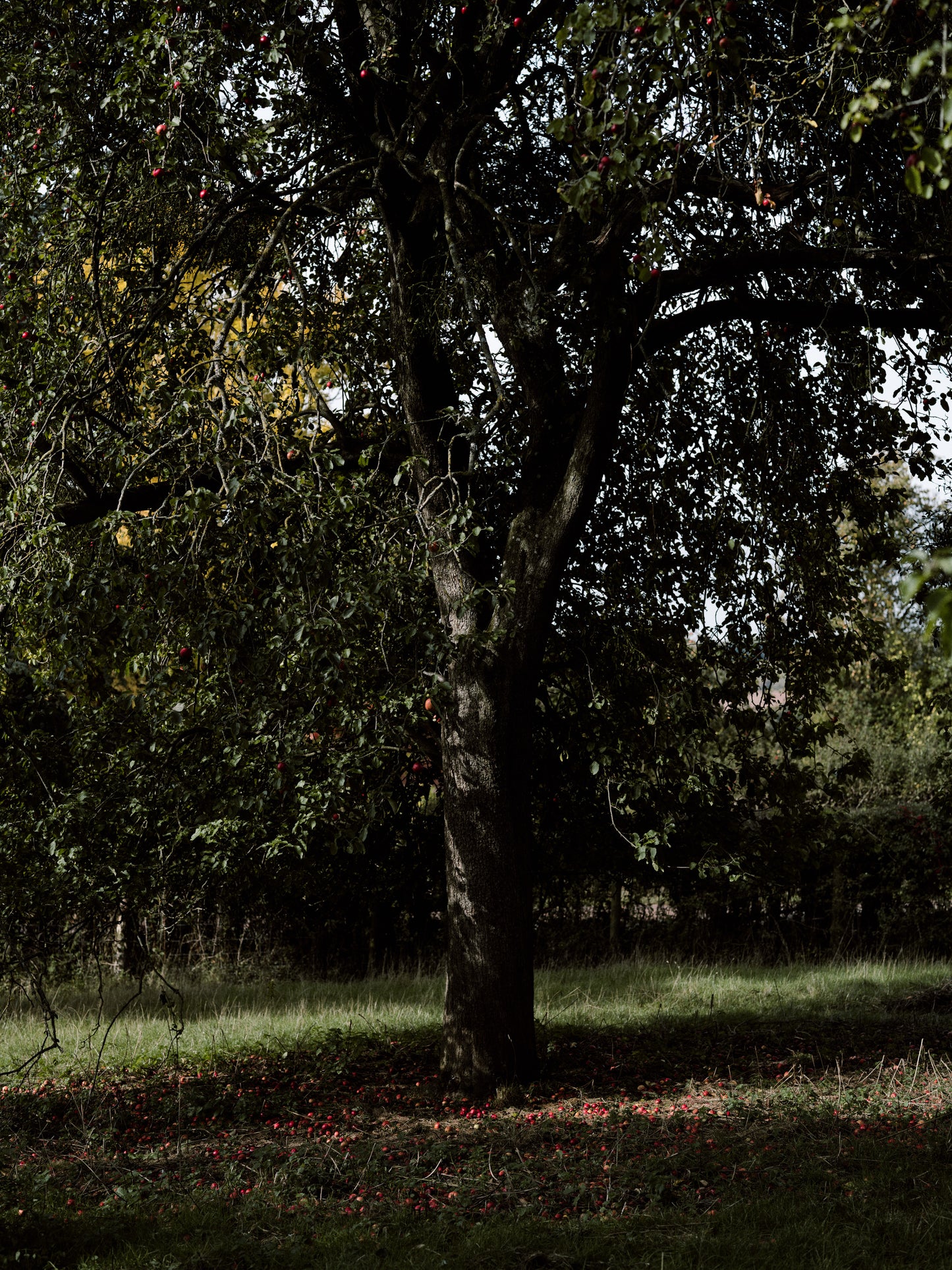 Earthy Delights cider (2024, medium, perlant)