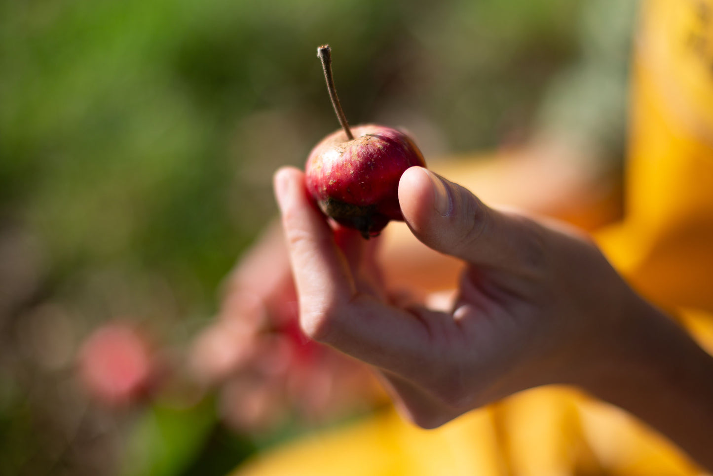 Pomme-oh! (2020, Cider Royal with knotted kernel)