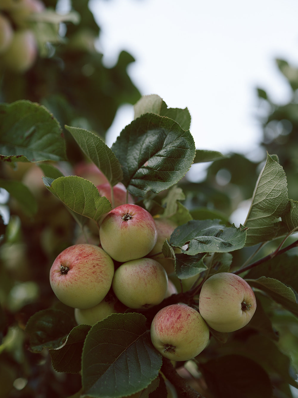 Apples growing on a tree branch with green leaves.