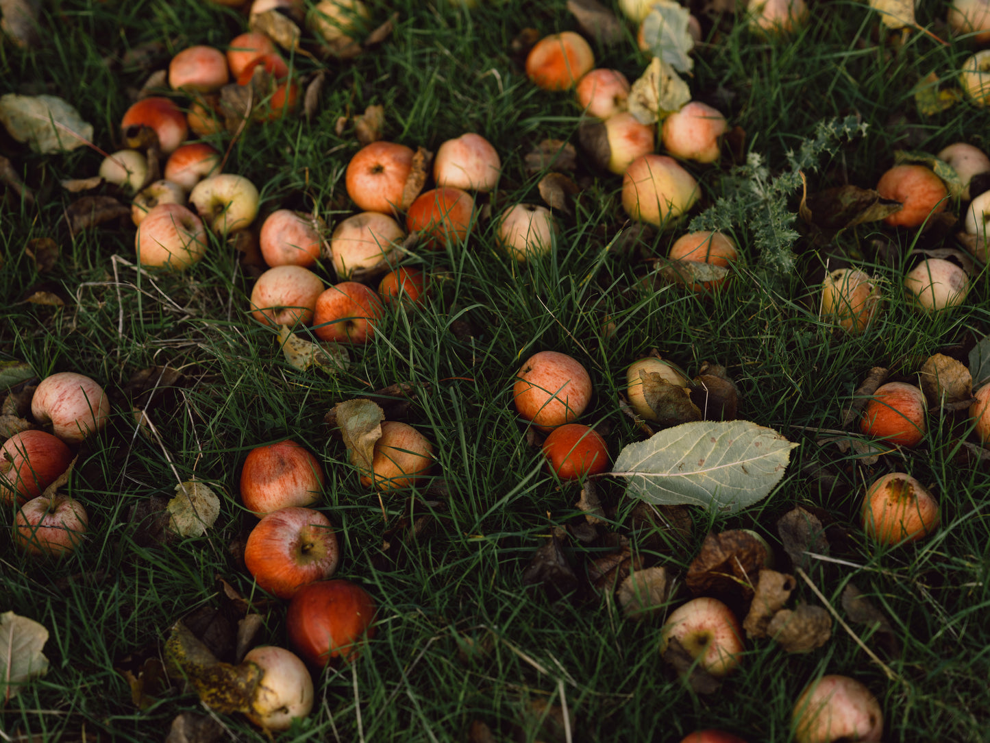 Fallen apples on grass with a green leaf