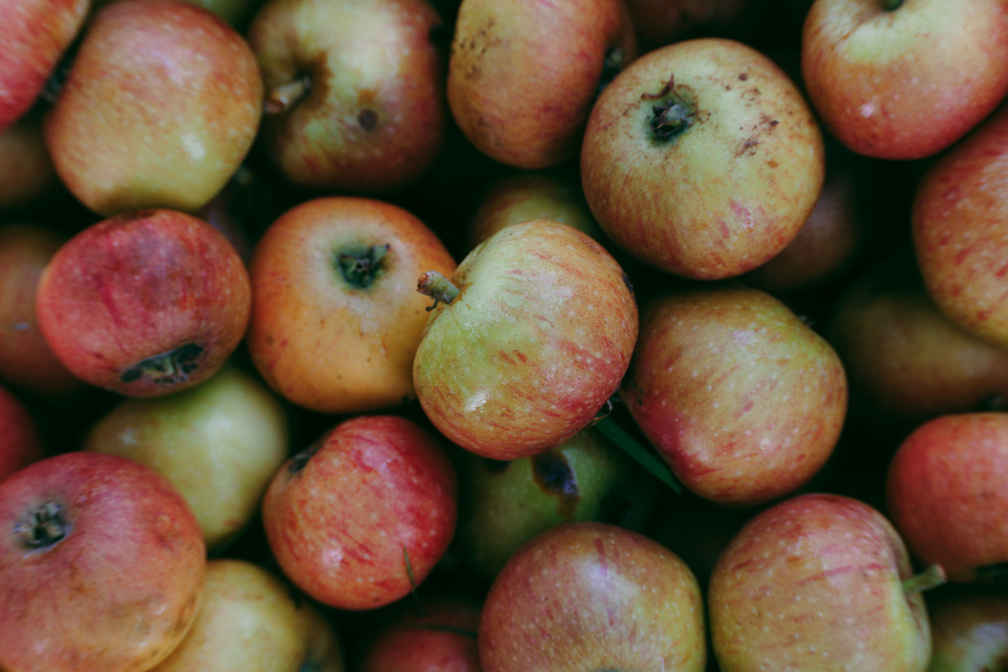 Close-up of a pile of red and green apples.