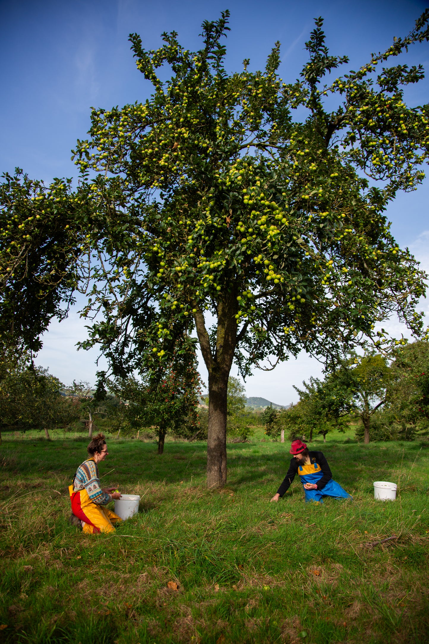 Bisquet cider (2023, medium dry, ancestral method)