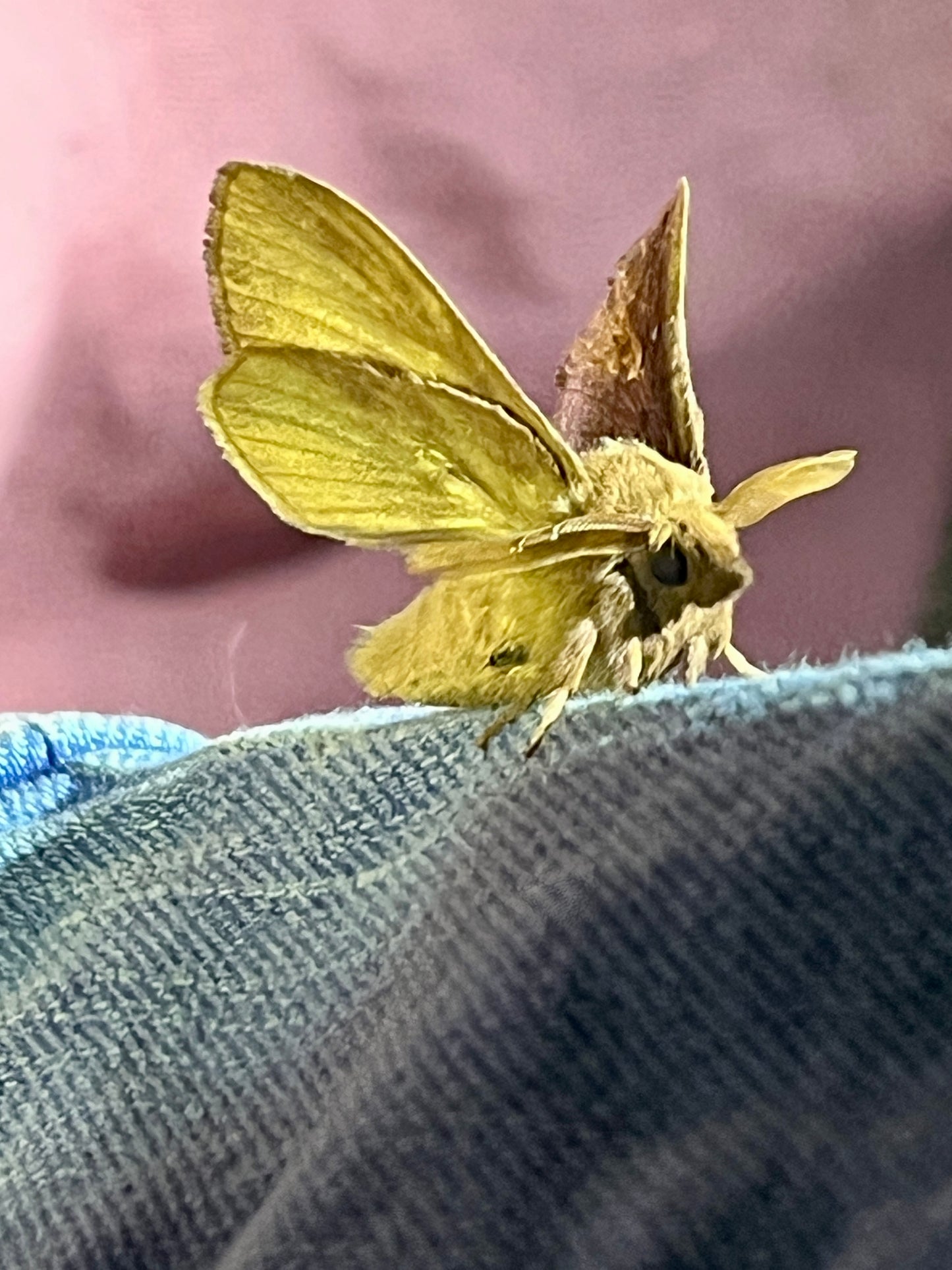 Moth spotting workshops in the orchard (11th July & 12th July)