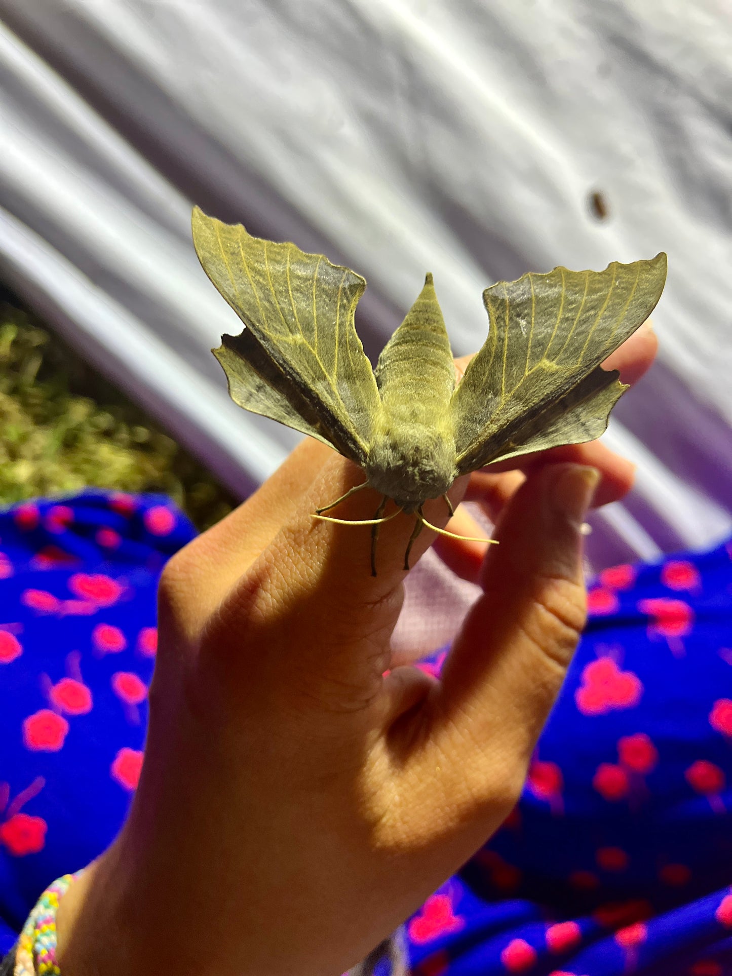 Moth spotting workshops in the orchard (11th July & 12th July)