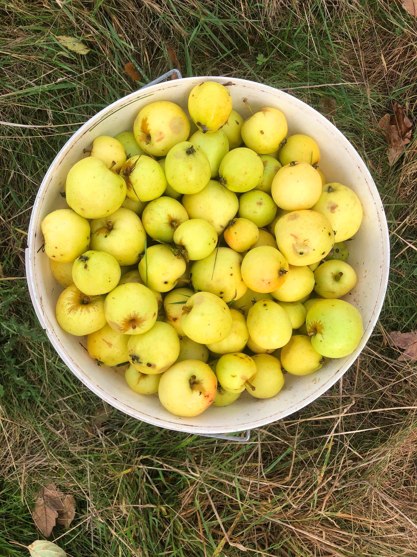 Bucket filled with yellow apples on a grassy background