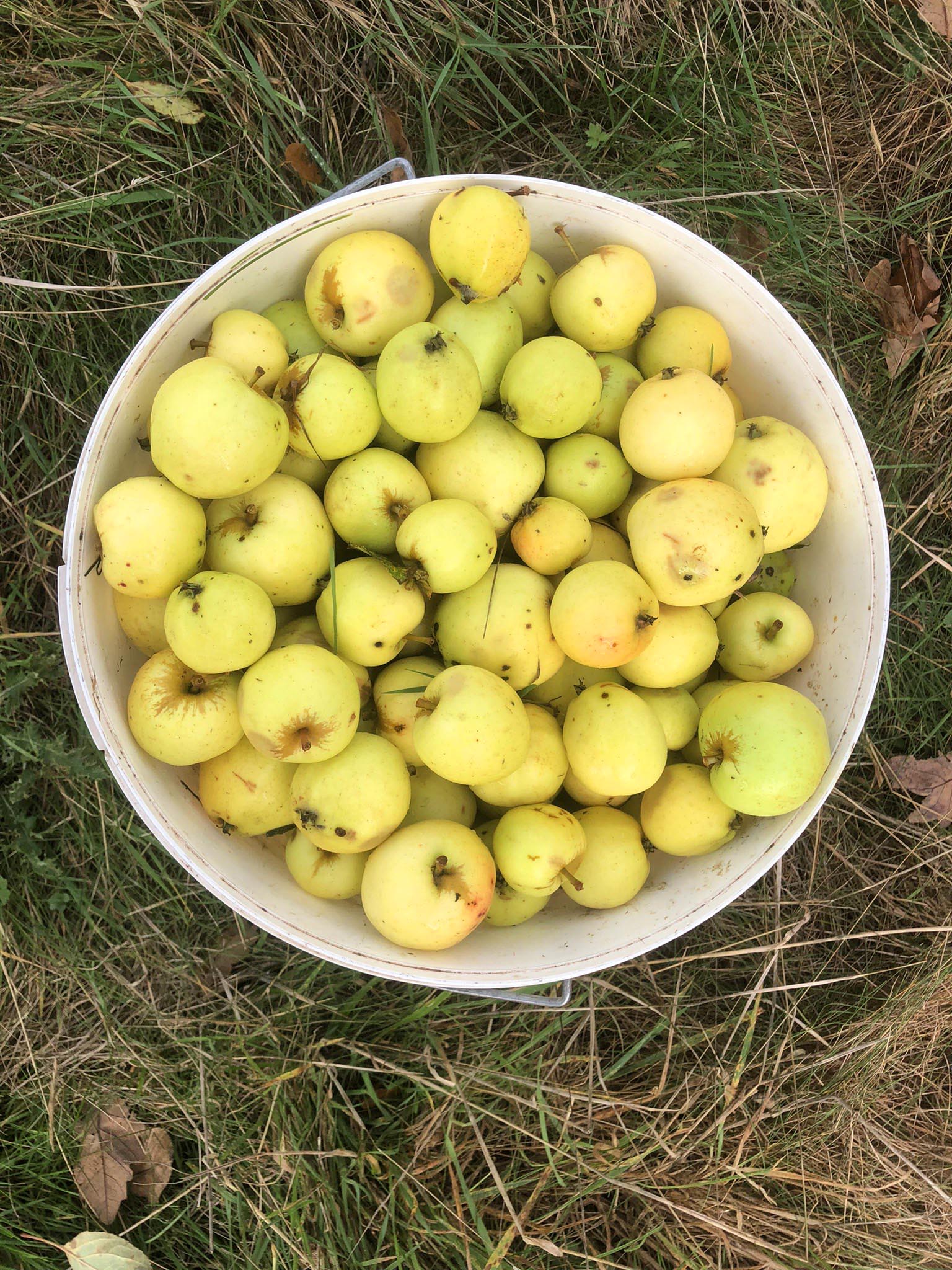 Bucket filled with yellow apples on a grassy background