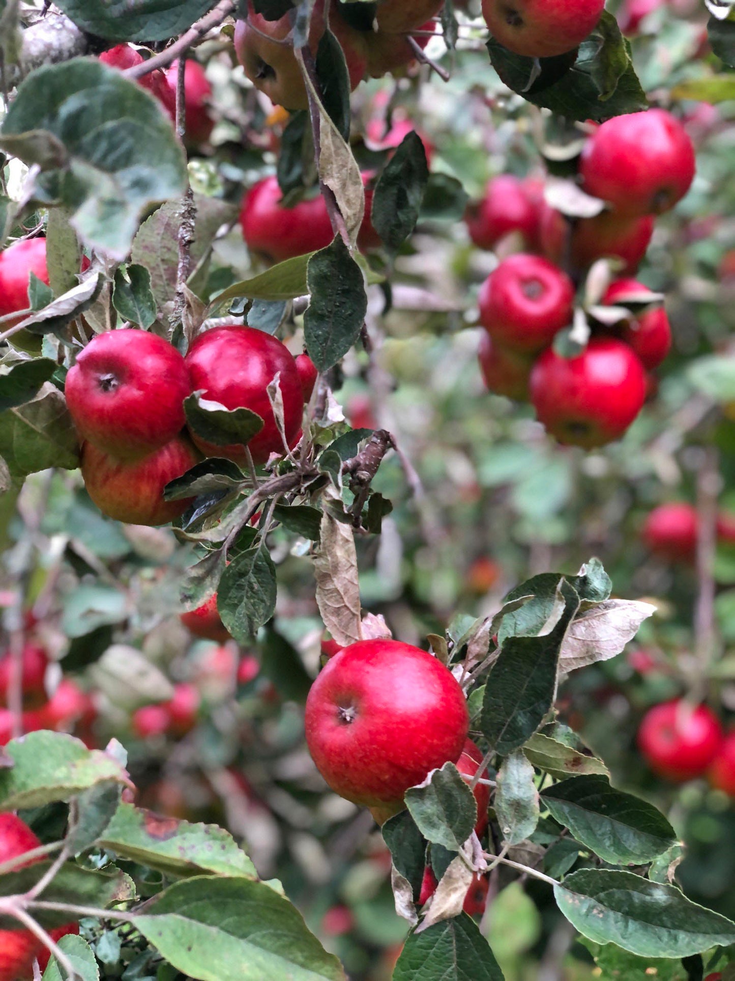 Wassail! cider (2024, medium, perlant)