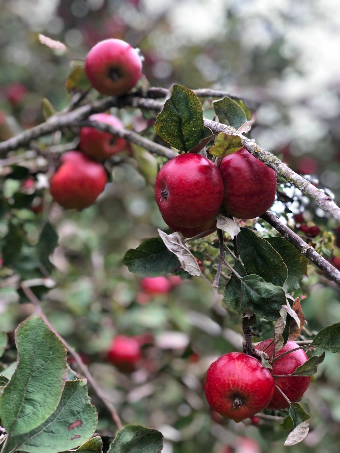 Wassail! cider (2024, medium, perlant)