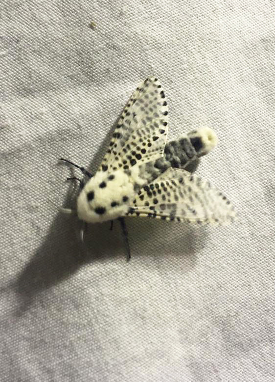 Moth spotting workshops in the orchard (11th July & 12th July)