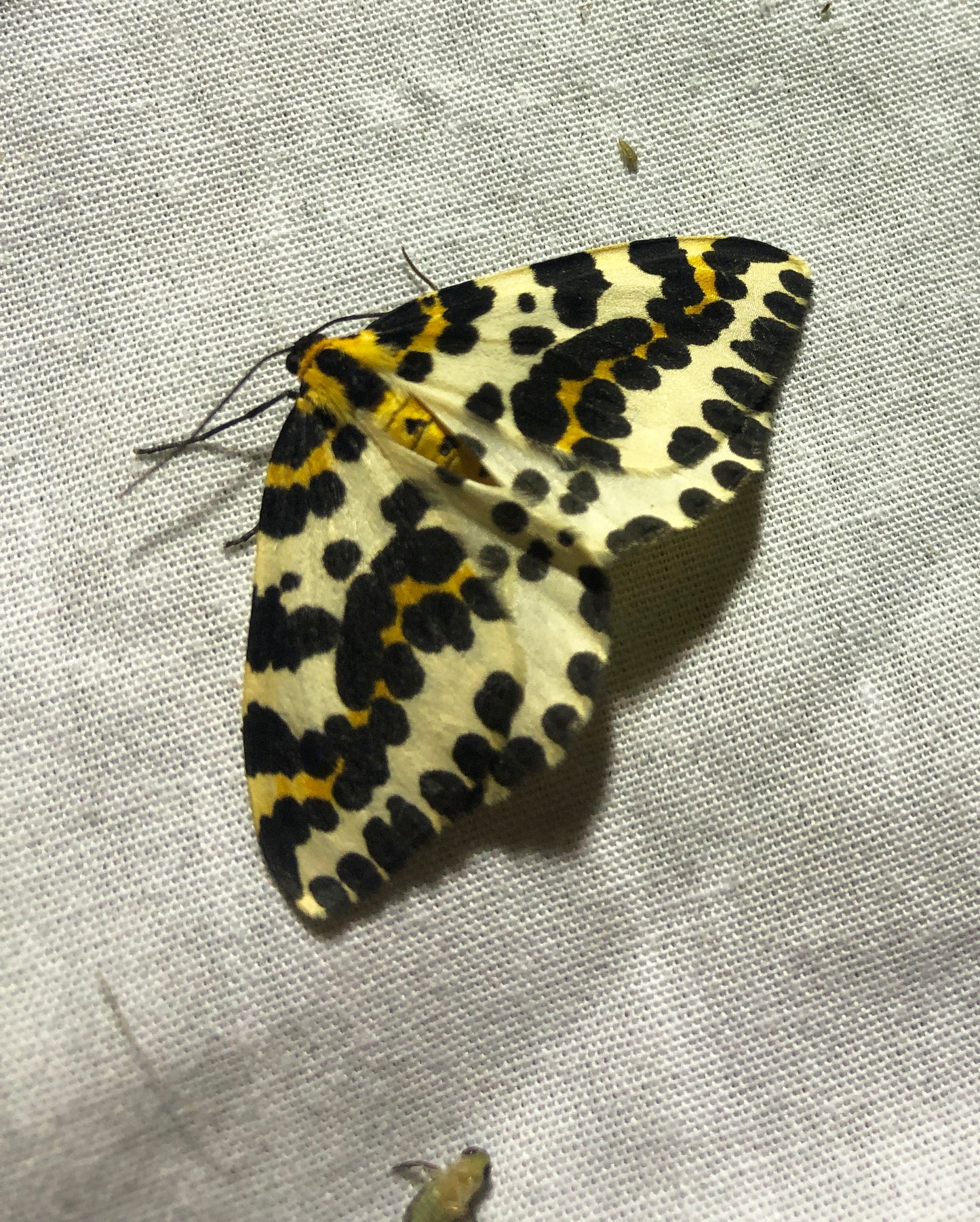 Moth spotting workshops in the orchard (11th July & 12th July)
