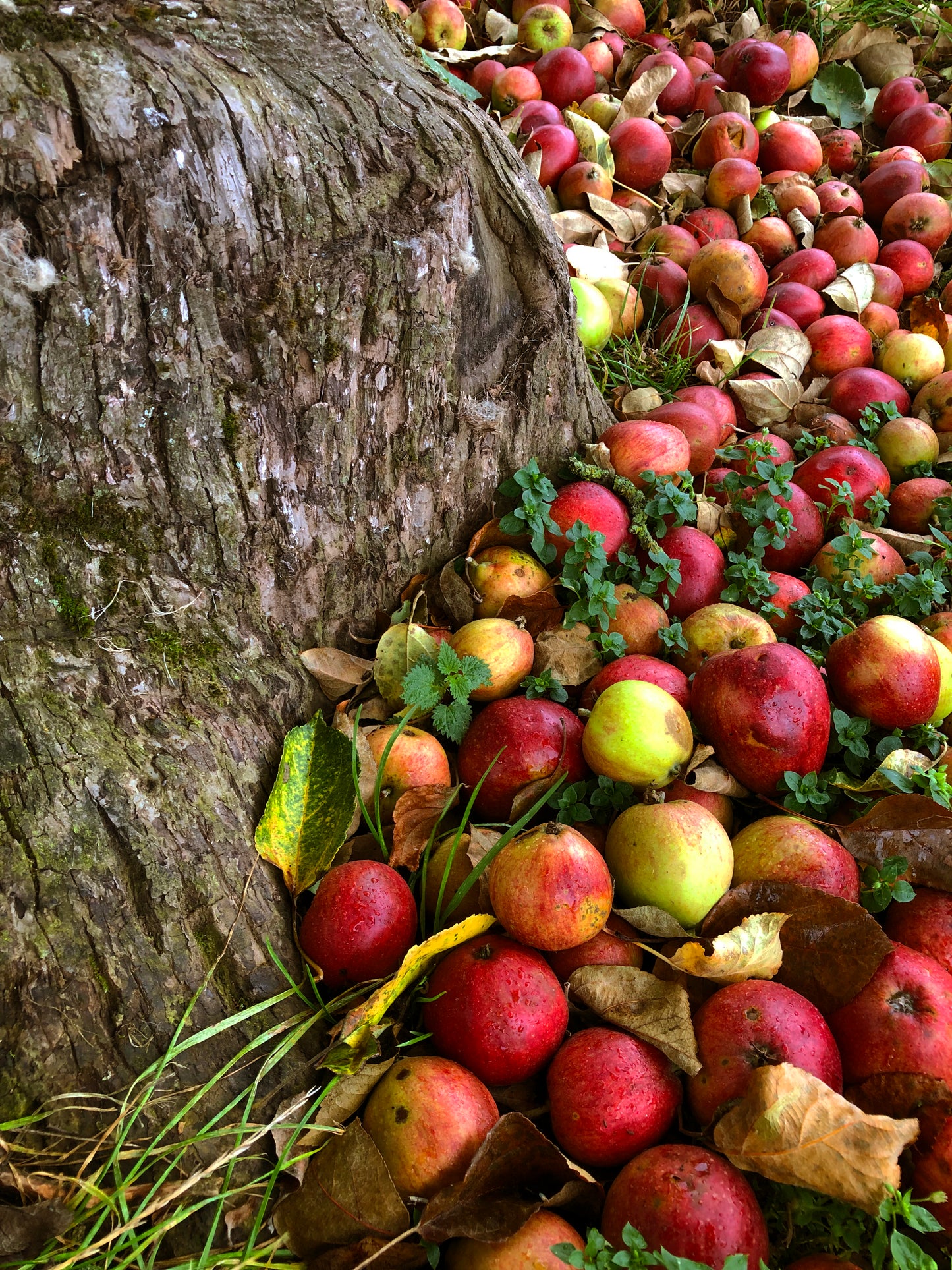Soil and Sun cider (2023, dry, ancestral method)